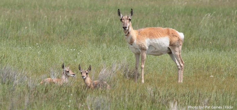 pronghorn mother and babies