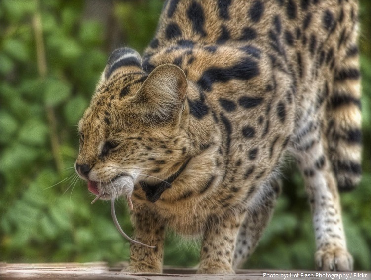 serval eating