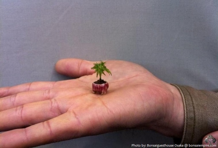smallest tree in the world