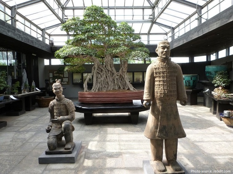 the oldest bonsai tree in the world