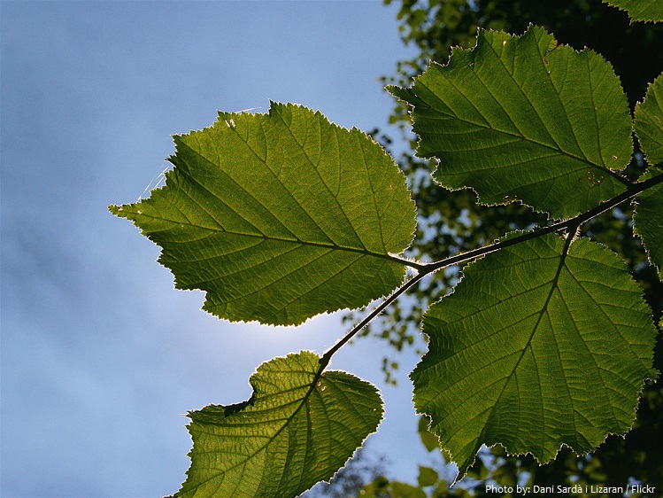 hazelnut leaves