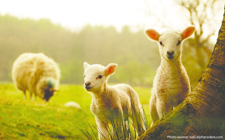 lambs and sheep