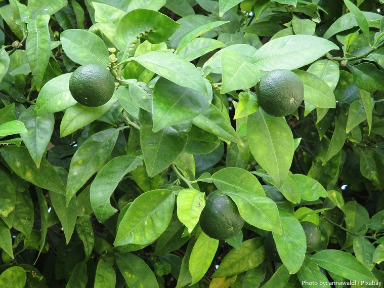 lime leaves and fruit