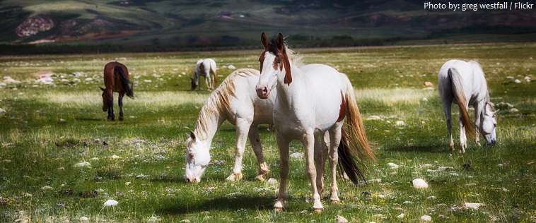 mustang horses
