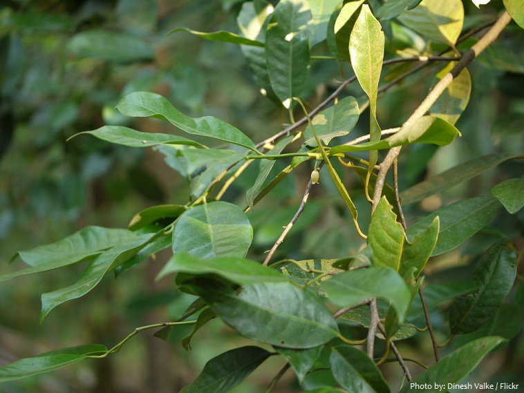 nutmeg leaves