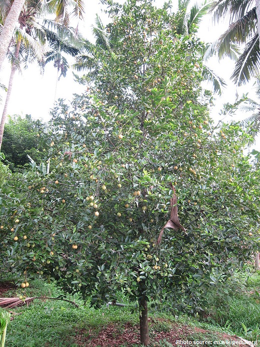 nutmeg tree