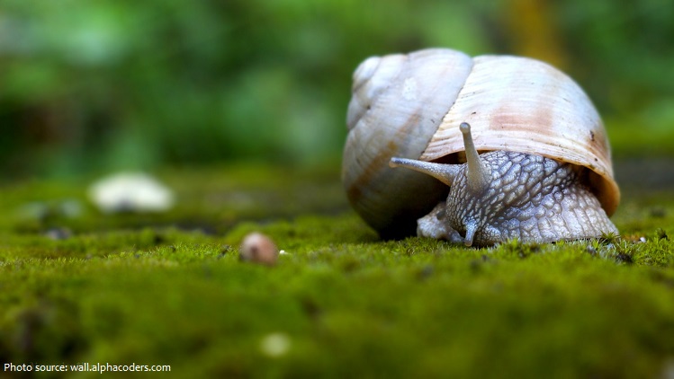 snail-3