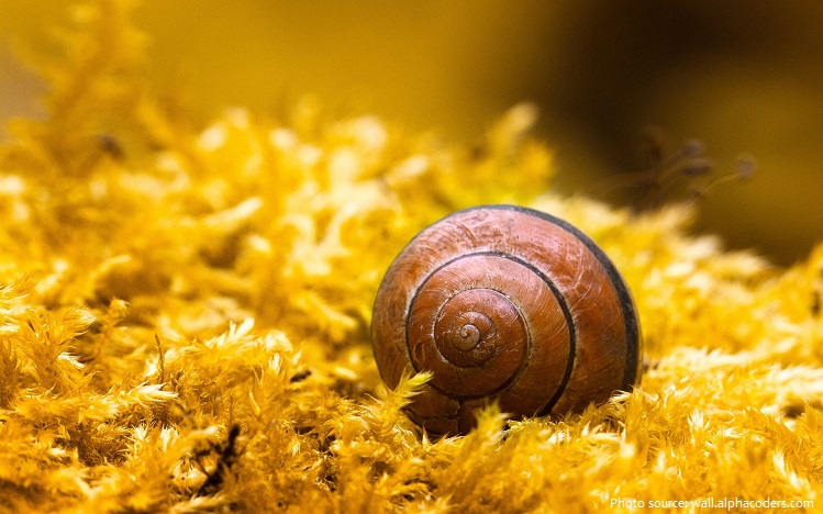 snail hibernating