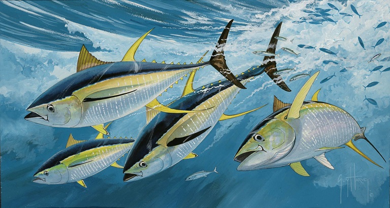 yellowfin tunas