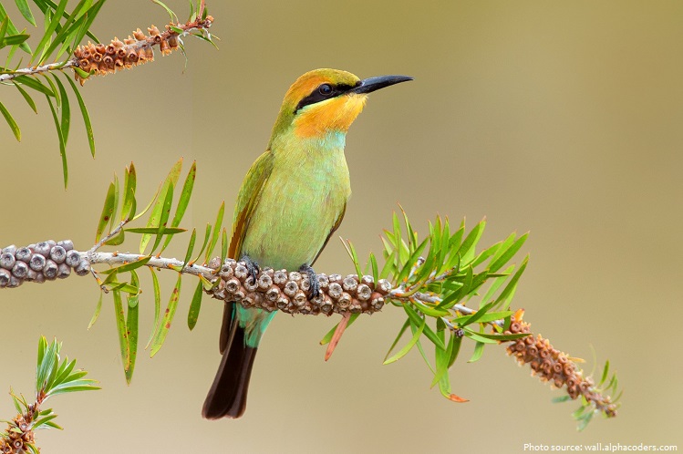 bee-eaters-2