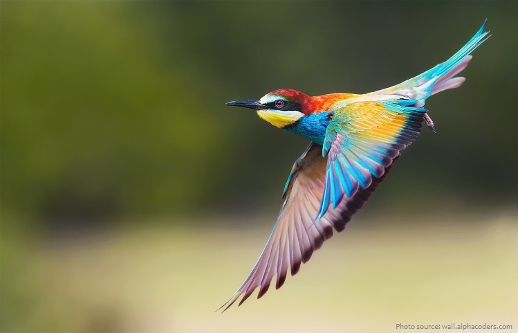 bee-eaters-5