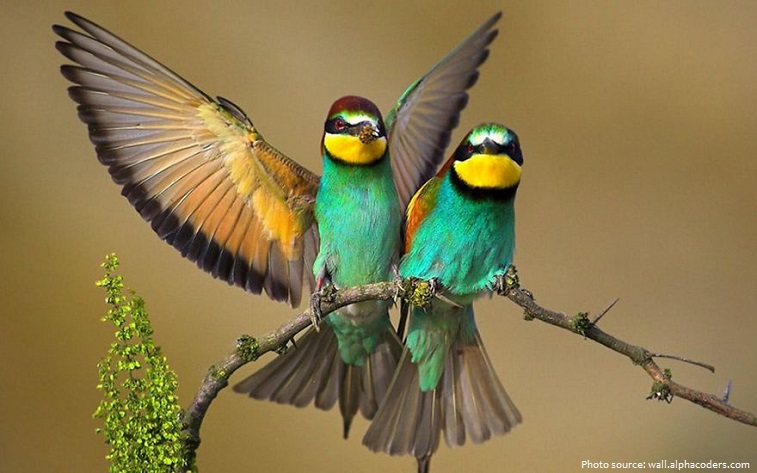 bee-eaters-7