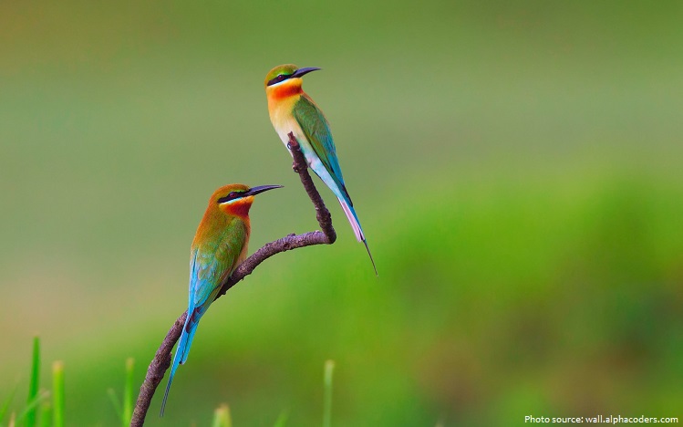Interesting facts about Bee-eater | Just Fun Facts