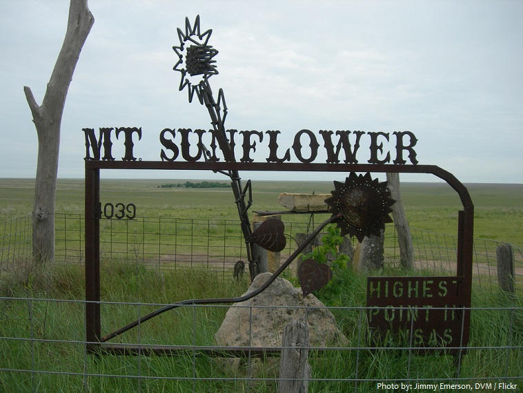 mount sunflower