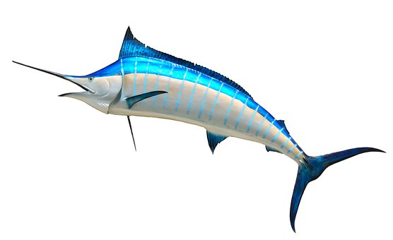 sailfish-6