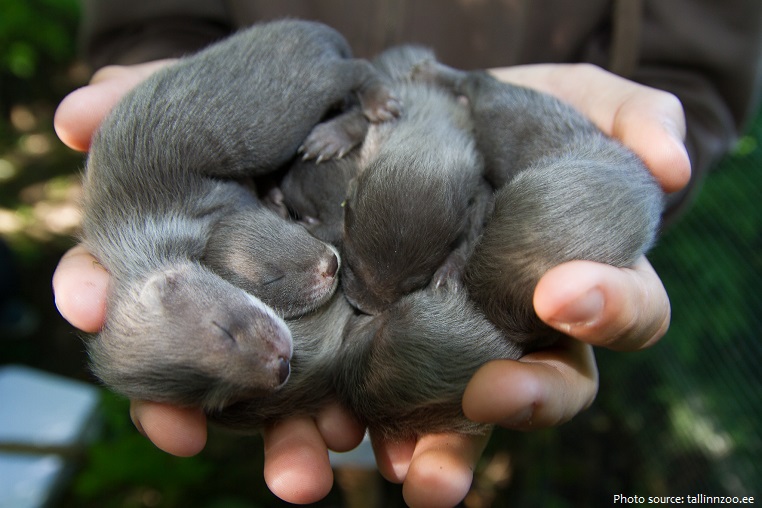 mink babies