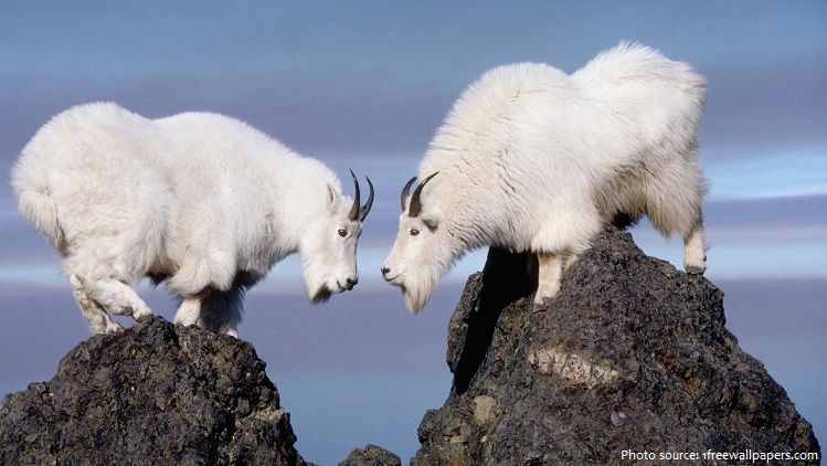 mountain-goats-2