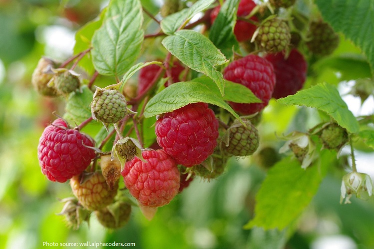 raspberries-5