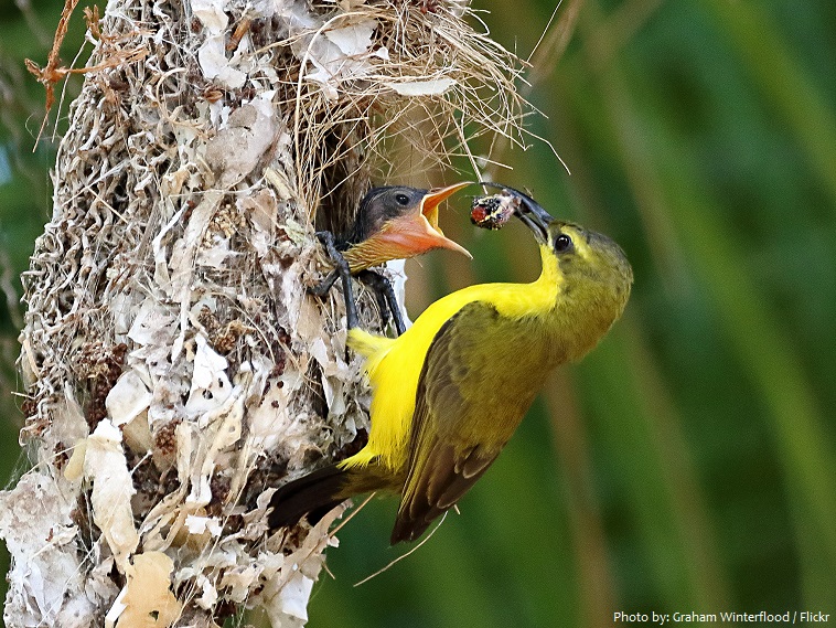sunbirds chick nest