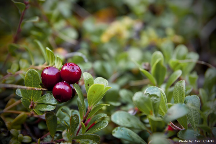 cranberry shrub leave