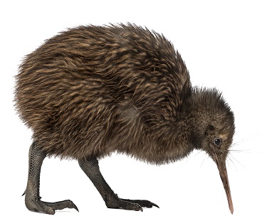 kiwi-bird-6