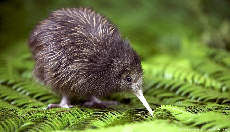 kiwi-bird