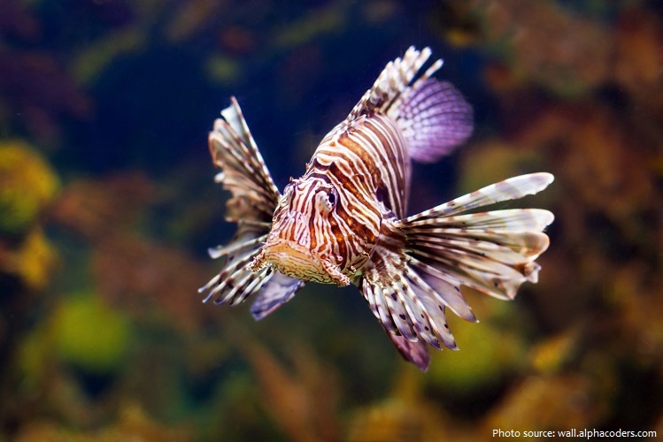 lionfish-5