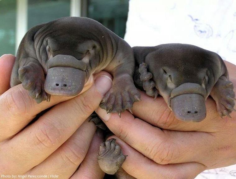 platypus babies