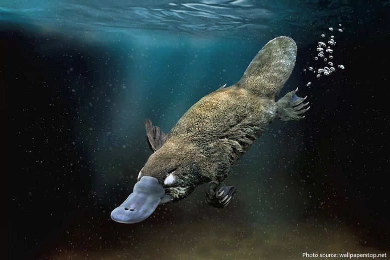 Interesting facts about platypus | Just Fun Facts