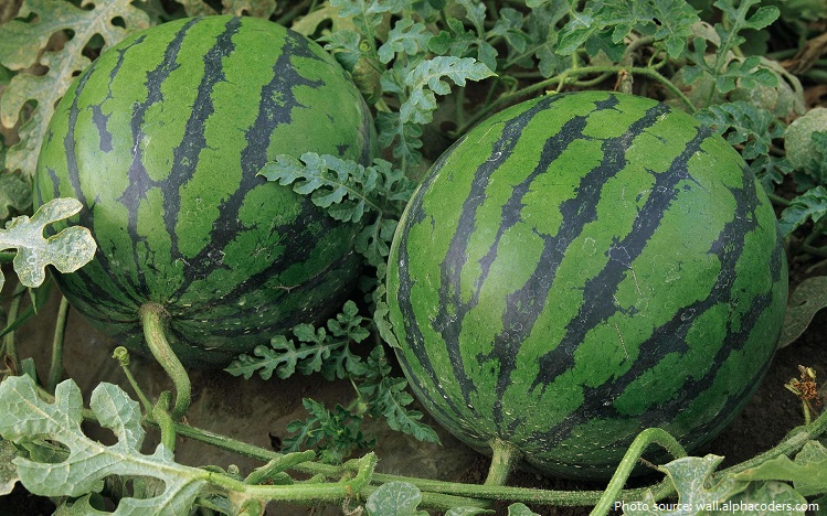 watermelon-4