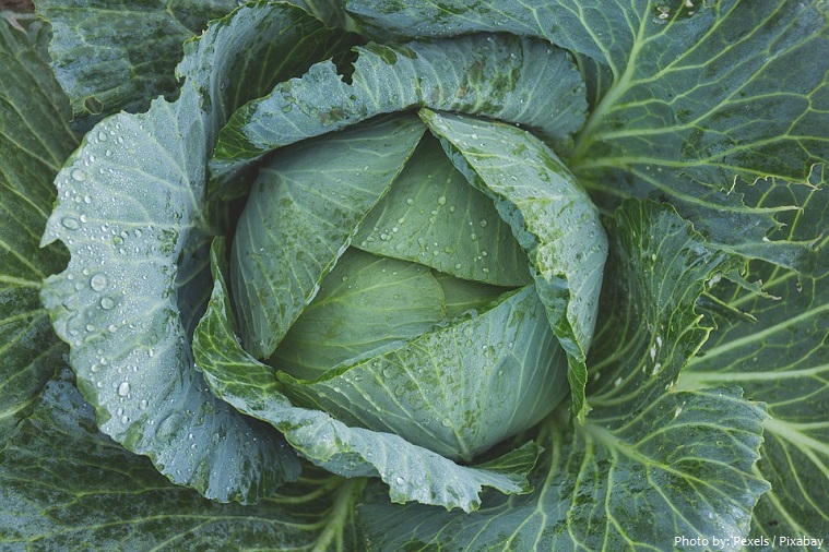 cabbage-3