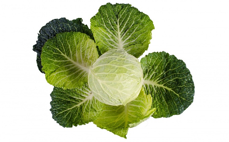 cabbage-5