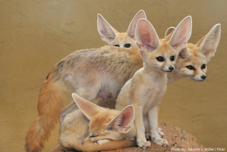 fennec-foxes-2