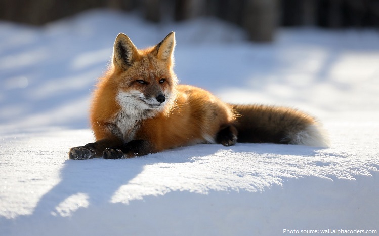 red-fox-2