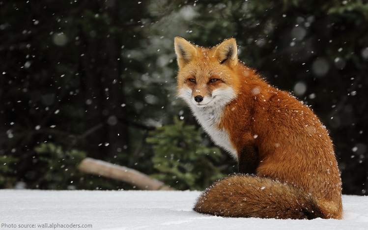 red-fox-4