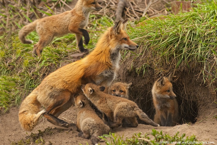 red-fox-5