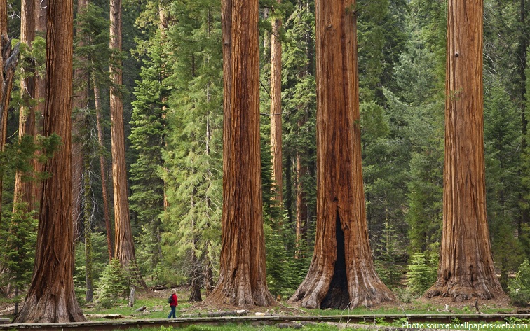 sequoia-national-park-2