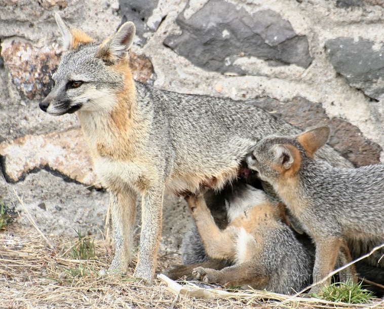 gray fox cubs