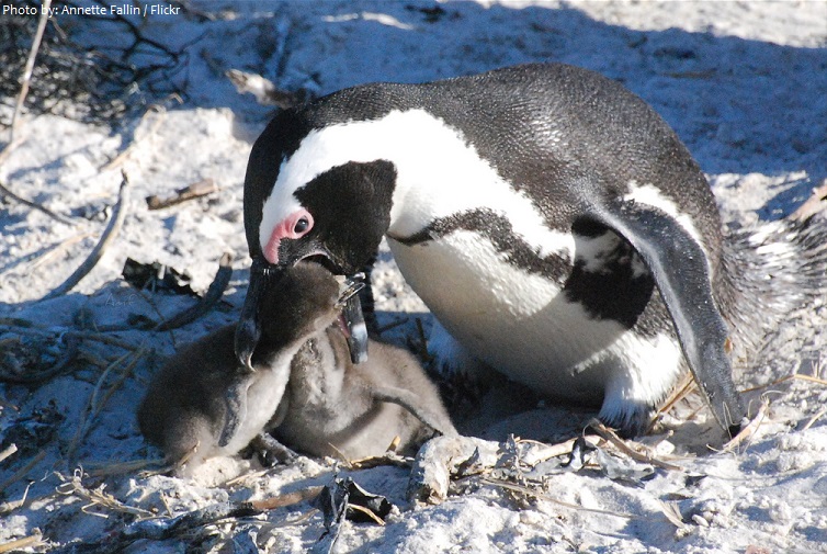 african penguin chick