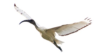 ibis-5