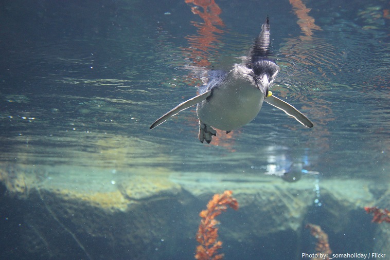 little penguin swimming
