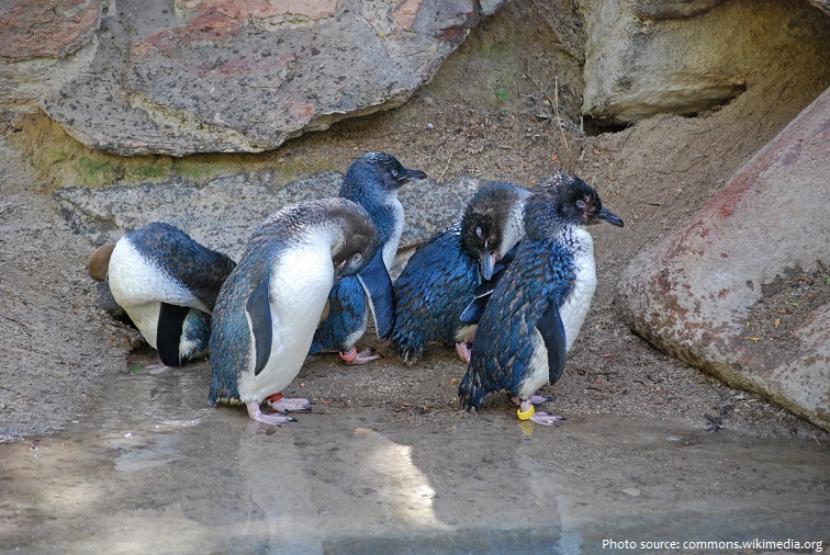 little-penguins-2