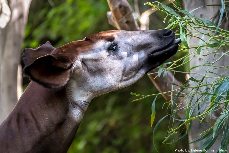 okapi feeding