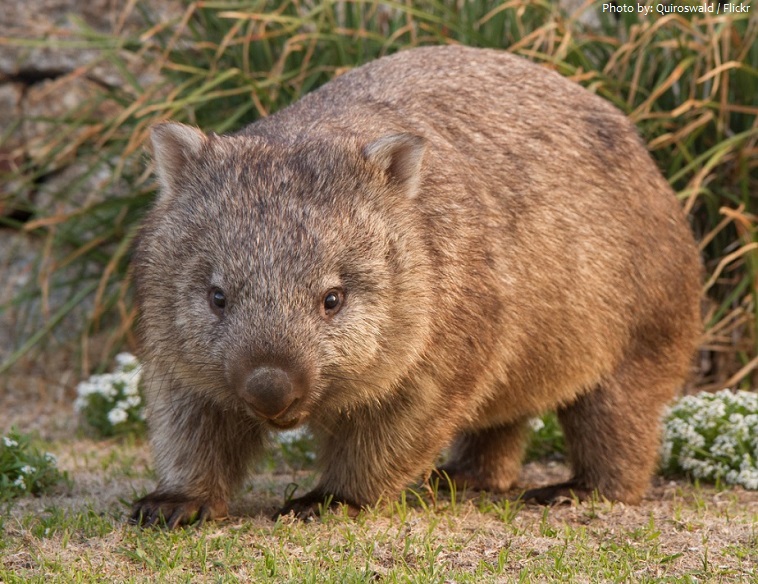 Interesting facts about wombats | Just Fun Facts
