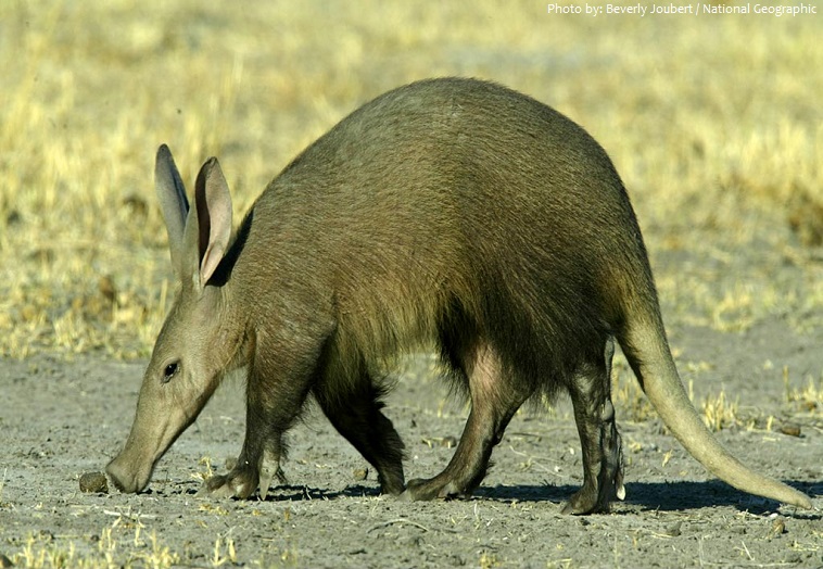 aardvark-2