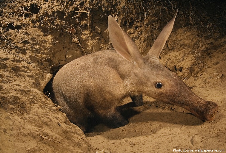 aardvark-5