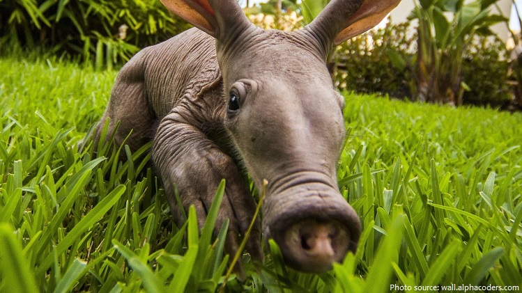aardvark baby