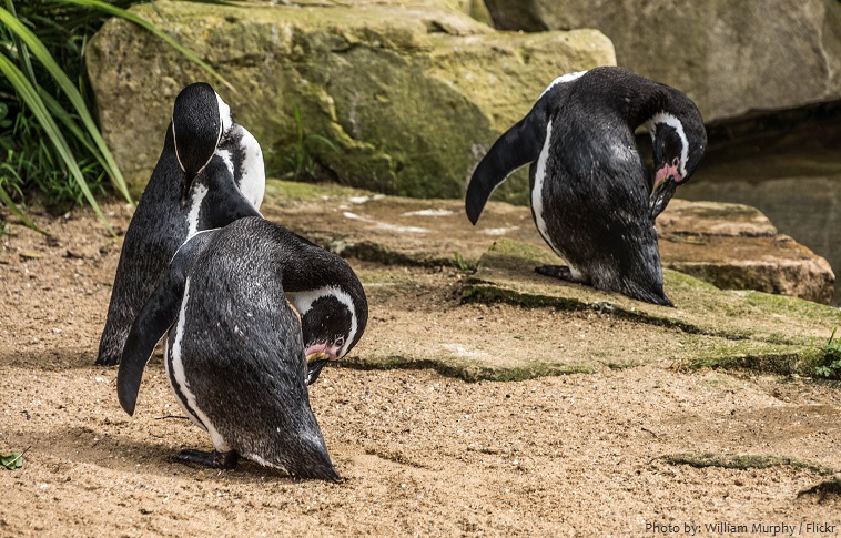 galapagos penguins