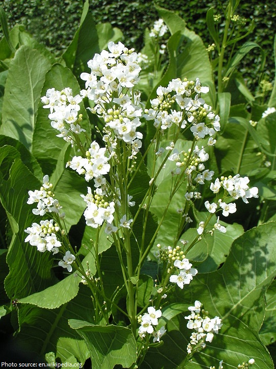 horseradish plant