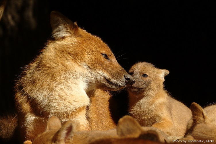 dhole mother with cubs